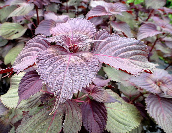 在家里养什么植物好看又能吃