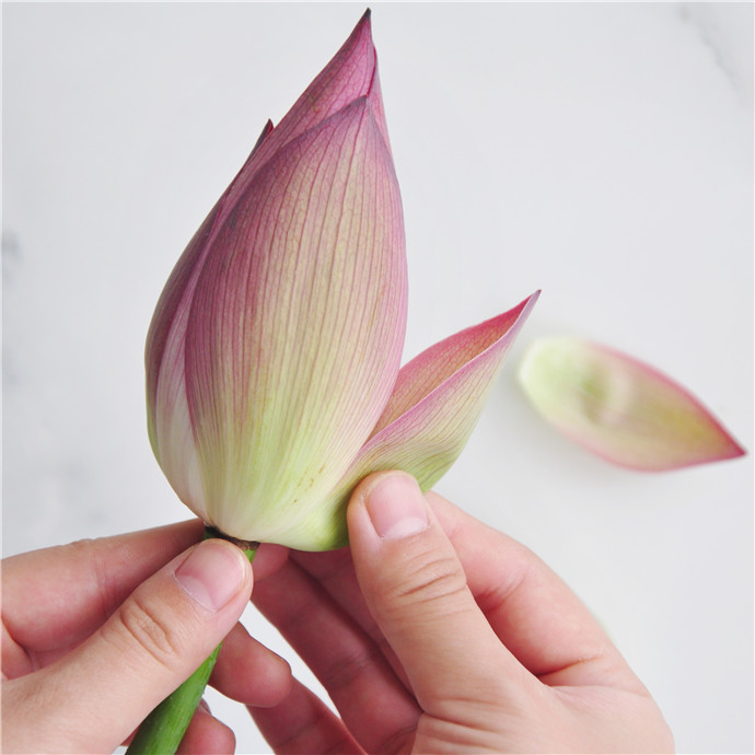 夏日赏荷 爱鉴花智能清新生活