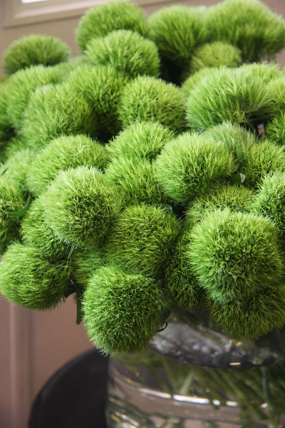 《它夏了夏天》—石竹球