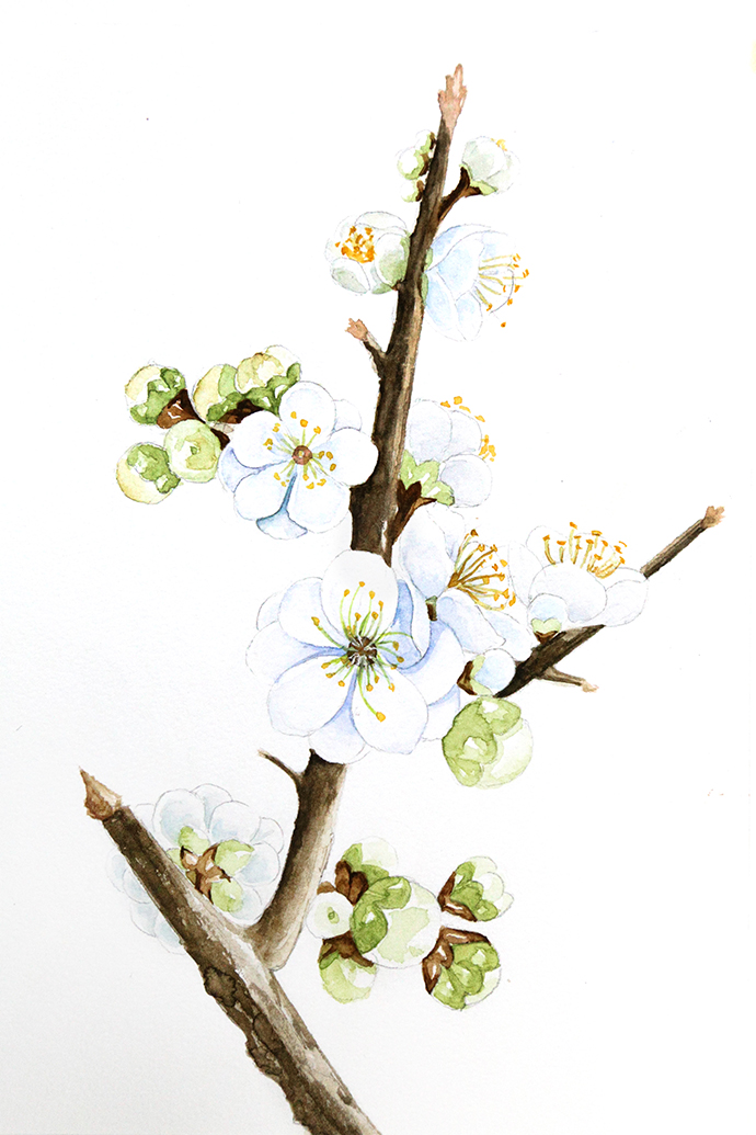 水彩梅花的画法简单图片