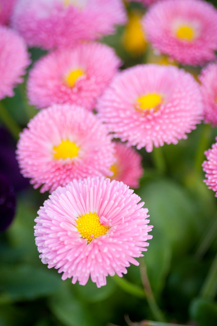 我才是雏菊本人 爱鉴花智能清新生活