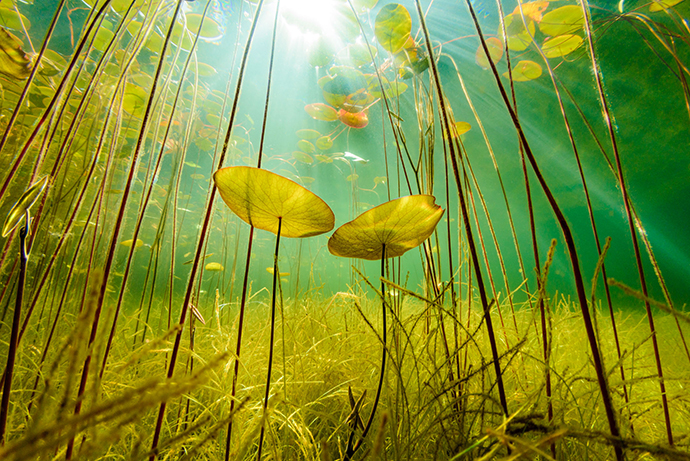 鱼眼中的水底植物世界