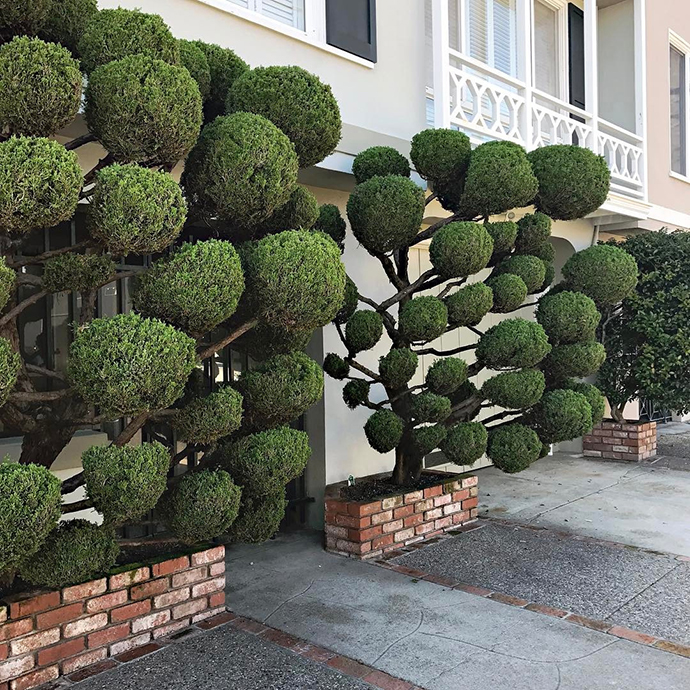 旧金山outer Sunset 社区的塑形植物 爱鉴花智能清新生活