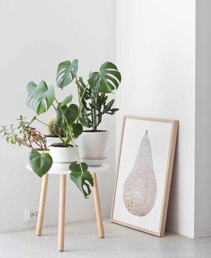 北欧风网红绿植大盘点