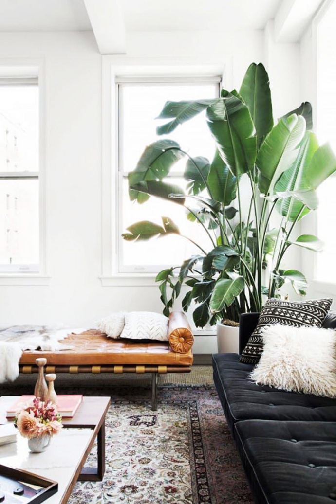 北欧风网红绿植大盘点