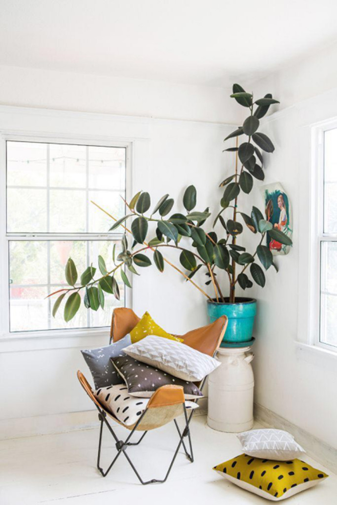 北欧风网红绿植大盘点