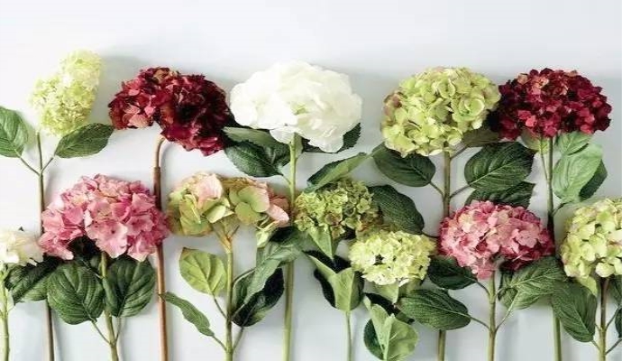 偶像剧里的明星绣球花 爱鉴花智能清新生活