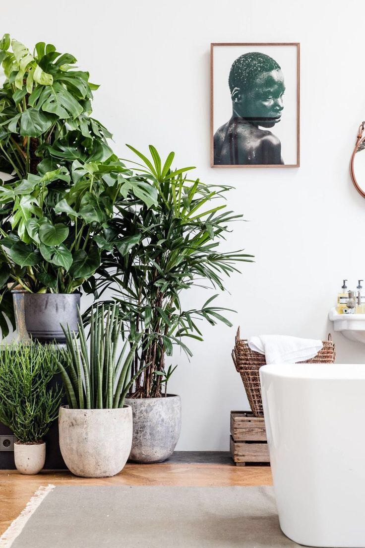 把植物请进浴室 打造完美卫浴空间 爱鉴花智能清新生活