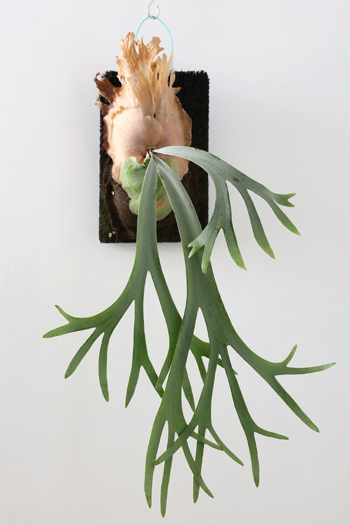 鹿角蕨(platycerium wallichii),又名麋角蕨,蝙蝠蕨