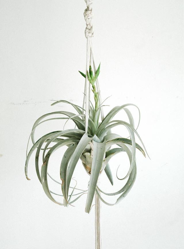 颜值担当|空气凤梨的n种姿态