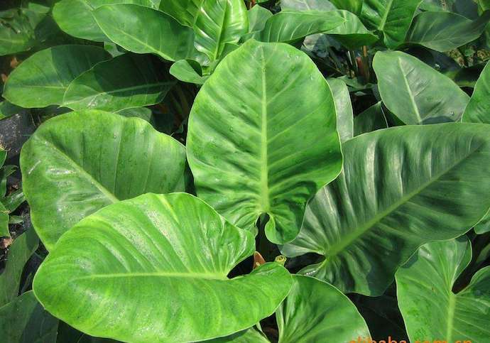 5种绿植让呼吸更幸福|喜林芋属篇