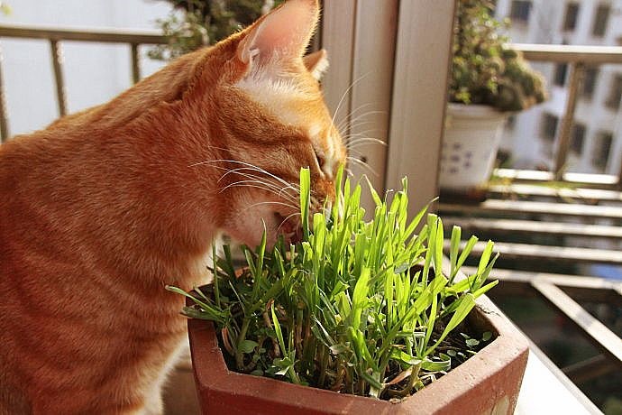 确认过眼神 猫遇上对的植物 爱鉴花智能清新生活