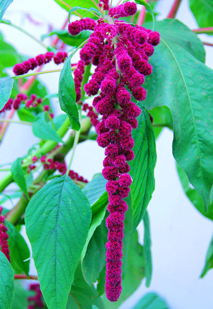 尾穗苋/柔丽丝--爱鉴花 智能清新生活