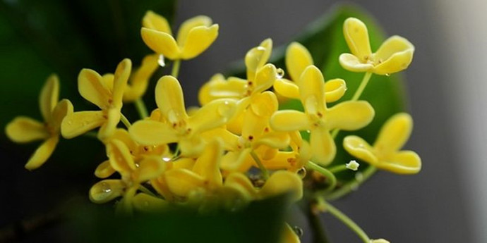茶花树苗批发基地昆明