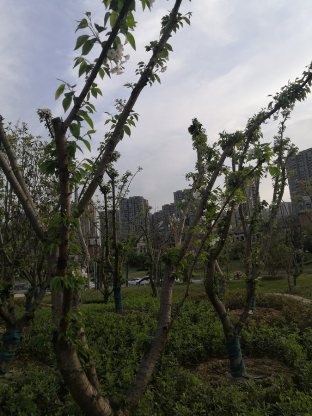 樱花(学名：Cerasus sp.)：是蔷薇科樱属几种植物的统称，在《中国植物志》新修订的名称中专指“东京樱花”，亦称“日本樱花”。樱花品种相当繁多，数目超过三百种以上，全世界共有野生樱花约150种，中国有50多种。全世界约40种樱花类植物野生种祖先中，原产于中国的有33种。其他的则是通过园艺杂交所衍生得到的品种。樱花原产北半球温带环喜马拉雅山地区，在世界各地都有生长，主要在日本国生长。花每枝3到5朵，成伞状花序，花瓣先端缺刻，花色多为白色、粉红色。花常于3月与叶同放或叶后开花，随季节变化，樱花花色幽香艳丽，常用于园林观赏。樱花可分单瓣和复瓣两类，单瓣类能开花结果，复瓣类多半不结果。据文献资料考证，两千多年前的秦汉时期，樱花已在中国宫苑内栽培。唐朝时樱花已普遍出现在私家庭院。当时万国来朝，日本朝拜者将樱花带回了东瀛，其在日本已有1000多年的历史。樱花象征热烈、纯洁、高尚。被尊为日本国花。