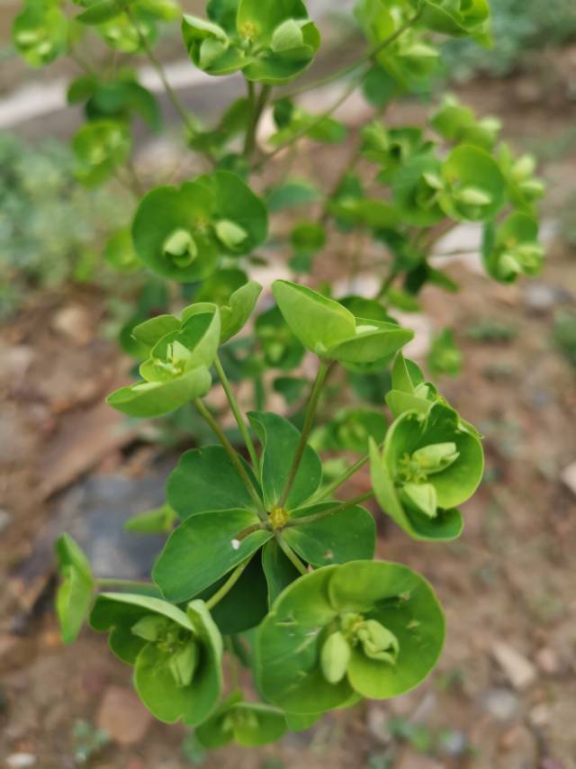 乳浆大戟(中国高等植物图鉴) 猫眼草，烂疤眼(俗称)，华北大戟(秦岭植物志)，新疆大戟(中国沙漠植物志)，太鲁阁大戟(台湾植物志)，岷县大戟(云南植物研究)，东北大戟，松叶乳汁大戟，宽叶乳浆大戟(东北草本植物志)，乳浆草(北京植物志)