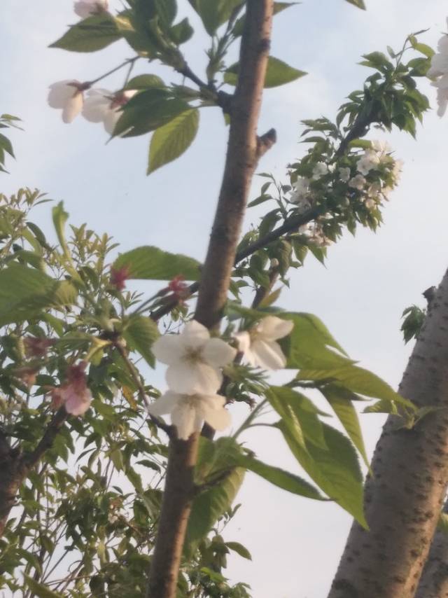 樱花(学名：Cerasus sp.)：是蔷薇科樱属几种植物的统称，在《中国植物志》新修订的名称中专指“东京樱花”，亦称“日本樱花”。樱花品种相当繁多，数目超过三百种以上，全世界共有野生樱花约150种，中国有50多种。全世界约40种樱花类植物野生种祖先中，原产于中国的有33种。其他的则是通过园艺杂交所衍生得到的品种。樱花原产北半球温带环喜马拉雅山地区，在世界各地都有生长，主要在日本国生长。花每枝3到5朵，成伞状花序，花瓣先端缺刻，花色多为白色、粉红色。花常于3月与叶同放或叶后开花，随季节变化，樱花花色幽香艳丽，常用于园林观赏。樱花可分单瓣和复瓣两类，单瓣类能开花结果，复瓣类多半不结果。据文献资料考证，两千多年前的秦汉时期，樱花已在中国宫苑内栽培。唐朝时樱花已普遍出现在私家庭院。当时万国来朝，日本朝拜者将樱花带回了东瀛，其在日本已有1000多年的历史。樱花象征热烈、纯洁、高尚。被尊为日本国花。