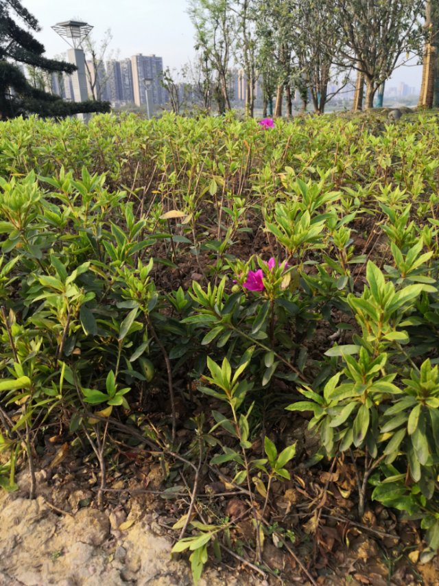 杜鹃(学名：Rhododendron simsii Planch.)：又名映山红、山石榴，为常绿或平常绿灌木。相传，古有杜鹃鸟，日夜哀鸣而咯血，染红遍山的花朵，因而得名。杜鹃花一般春季开花，每簇花2-6朵，花冠漏斗形，有红、淡红、杏红、雪青、白色等，花色繁茂艳丽。生于海拔500-1200(-2500)米的山地疏灌丛或松林下，为中国中南及西南典型的酸性土指示植物。该物种全株供药用：有行气活血、补虚，治疗内伤咳嗽，肾虚耳聋，月经不调，风湿等疾病。又因花冠鲜红色，为著名的花卉植物，具有较高的观赏价值，在世界各公园中均有栽培。中国江西、安徽、贵州以杜鹃花为省花，定为市花的城市多达七八个。1985年5月杜鹃花被评为中国十大名花之六。注：杜鹃花也是杜鹃属(Rhododendron)约960种植物的通称。(概述图片参考资料来源：)