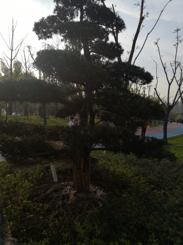 罗汉松(学名：Podocarpus macrophyllus (Thunb.) D.Don)，别名土杉，罗汉松科，罗汉松属常绿针叶乔木，高达20m，胸径达60cm；树皮灰色或灰褐色，浅纵裂，成薄片状脱落；枝开展或斜展，较密。叶螺旋状着生，条状披针形，微弯。雄球花穗状、腋生，基部有数枚三角状苞片；雌球花单生叶腋，有梗，基部有少数苞片。种子卵圆形，先端圆，熟时肉质假种皮紫黑色，有白粉，种托肉质圆柱形，红色或紫红色。花期4-5月，种子8-9月成熟。罗汉松分布于中国多省区、日本也有分布。材质细致均匀，易加工，可作家具、器具、文具及农具等用。(概述图来源：)