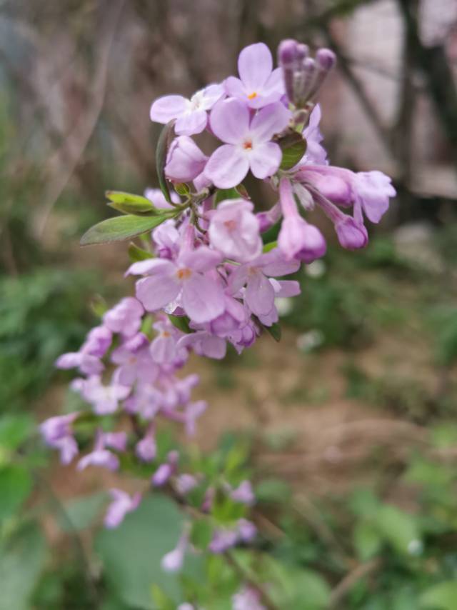 芫花，别名：药鱼草、老鼠花、闹鱼花、头痛花、闷头花、头痛皮、石棉皮、泡米花、泥秋树、黄大戟、蜀桑、鱼毒，拉丁文名：Daphne genkwa Sieb.et Zucc.瑞香科、瑞香属落叶灌木，高0.3-1米，多分枝；树皮褐色，无毛；小枝圆柱形，细瘦，干燥后多具皱纹，幼枝黄绿色或紫褐色，密被淡黄色丝状柔毛，老枝紫褐色或紫红色，无毛。叶对生，稀互生，纸质，卵形或卵状披针形至椭圆状长圆形，先端急尖或短渐尖，基部宽楔形或钝圆形，边缘全缘，上面绿色，干燥后黑褐色，下面淡绿色，干燥后黄褐色，幼时密被绢状黄色柔毛，老时则仅叶脉基部散生绢状黄色柔毛，花柱短或无，柱头头状，橘红色。果实肉质，白色，椭圆形，包藏于宿存的花萼筒的下部，花期3-5月，果期6-7月。图片取自中国植物图库