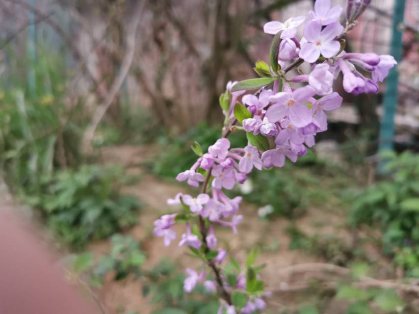 芫花，别名：药鱼草、老鼠花、闹鱼花、头痛花、闷头花、头痛皮、石棉皮、泡米花、泥秋树、黄大戟、蜀桑、鱼毒，拉丁文名：Daphne genkwa Sieb.et Zucc.瑞香科、瑞香属落叶灌木，高0.3-1米，多分枝；树皮褐色，无毛；小枝圆柱形，细瘦，干燥后多具皱纹，幼枝黄绿色或紫褐色，密被淡黄色丝状柔毛，老枝紫褐色或紫红色，无毛。叶对生，稀互生，纸质，卵形或卵状披针形至椭圆状长圆形，先端急尖或短渐尖，基部宽楔形或钝圆形，边缘全缘，上面绿色，干燥后黑褐色，下面淡绿色，干燥后黄褐色，幼时密被绢状黄色柔毛，老时则仅叶脉基部散生绢状黄色柔毛，花柱短或无，柱头头状，橘红色。果实肉质，白色，椭圆形，包藏于宿存的花萼筒的下部，花期3-5月，果期6-7月。图片取自中国植物图库