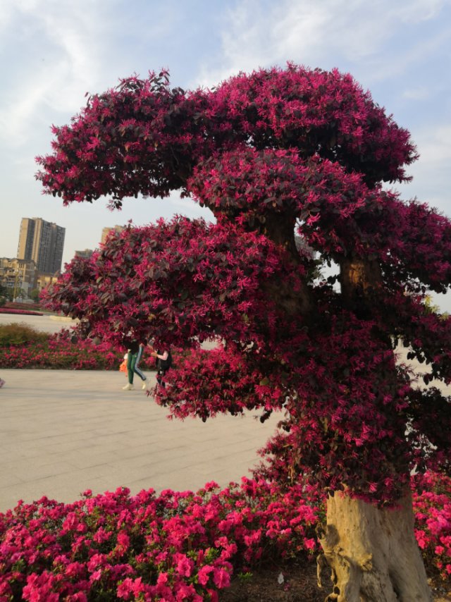 红花檵木(拉丁学名：Loropetalum chinense var.rubrum)，又名：红继木、红梽木、红桎木、红檵花、红梽花、红桎花、红花继木，为金缕梅科、檵木属檵木的变种，常绿灌木或小乔木。树皮暗灰或浅灰褐色，多分枝。嫩枝红褐色，密被星状毛。叶革质互生，卵圆形或椭圆形，长2～5cm，先端短尖，基部圆而偏斜，不对称，两面均有星状毛，全缘，暗红色。花瓣4枚，紫红色线形长1～2cm，花3～8朵簇生于小枝端。蒴果褐色，近卵形。花期4～5月，花期长，约30～40天，国庆节能再次开花。花3～8朵簇生在总梗上呈顶生头状花序，紫红色。果期8月。主要分布于长江中下游及以南地区、印度北部。花、根、叶可药用。