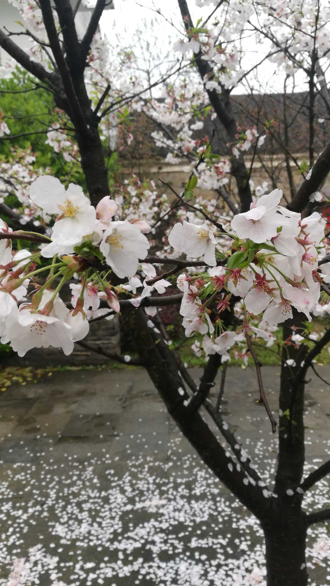 樱花(学名：Cerasus sp.)：是蔷薇科樱属几种植物的统称，在《中国植物志》新修订的名称中专指“东京樱花”，亦称“日本樱花”。樱花品种相当繁多，数目超过三百种以上，全世界共有野生樱花约150种，中国有50多种。全世界约40种樱花类植物野生种祖先中，原产于中国的有33种。其他的则是通过园艺杂交所衍生得到的品种。樱花原产北半球温带环喜马拉雅山地区，在世界各地都有生长，主要在日本国生长。花每枝3到5朵，成伞状花序，花瓣先端缺刻，花色多为白色、粉红色。花常于3月与叶同放或叶后开花，随季节变化，樱花花色幽香艳丽，常用于园林观赏。樱花可分单瓣和复瓣两类，单瓣类能开花结果，复瓣类多半不结果。据文献资料考证，两千多年前的秦汉时期，樱花已在中国宫苑内栽培。唐朝时樱花已普遍出现在私家庭院。当时万国来朝，日本朝拜者将樱花带回了东瀛，其在日本已有1000多年的历史。樱花象征热烈、纯洁、高尚。被尊为日本国花。