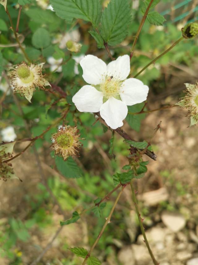 蓬蘽为灌木，高1-2米；枝红褐色或褐色，被柔毛和腺毛，疏生皮刺。小叶3-5枚，卵形或宽卵形，长3-7厘米，宽2-3.5厘米，顶端急尖，顶生小叶顶端常渐尖，基部宽楔形至圆形，两面疏生柔毛，边缘具不整齐尖锐重锯齿；叶柄长2-3厘米，顶生小叶柄长约1厘米，稀较长，均具柔毛和腺毛，并疏生皮刺；托叶披针形或卵状披针形，两面具柔毛。
花常单生于侧枝顶端，也有腋生；花梗长（2）3-6厘米，具柔毛和腺毛，或有极少小皮刺；苞片小，线形，具柔毛；花大，直径3-4厘米；花萼外密被柔毛和腺毛；萼片卵状披针形或三角披针形，顶端长尾尖，外面边缘被灰白色绒毛，花后反折；花瓣倒卵形或近圆形，白色，基部具爪；花丝较宽；花柱和子房均无毛。
果实近球形，直径1-2厘米，无毛。花期4月，果期5-6月。

