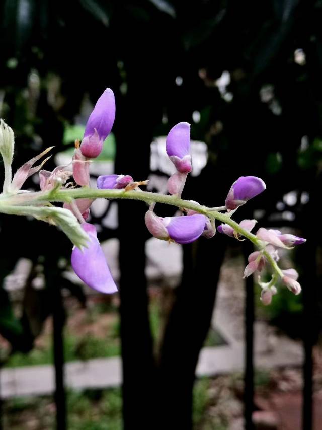 紫藤，(学名：Wisteria sinensis)，别名藤萝、朱藤、黄环。属豆科、紫藤属，一种落叶攀援缠绕性大藤本植物。干皮深灰色，不裂；春季开花，青紫色蝶形花冠，花紫色或深紫色，十分美丽。紫藤为暖带及温带植物，对生长环境的适应性强。产河北以南黄河长江流域及陕西、河南、广西、贵州、云南。民间紫色花朵或水焯凉拌，或者裹面油炸，制作“紫萝饼”、“紫萝糕”等风味面食。