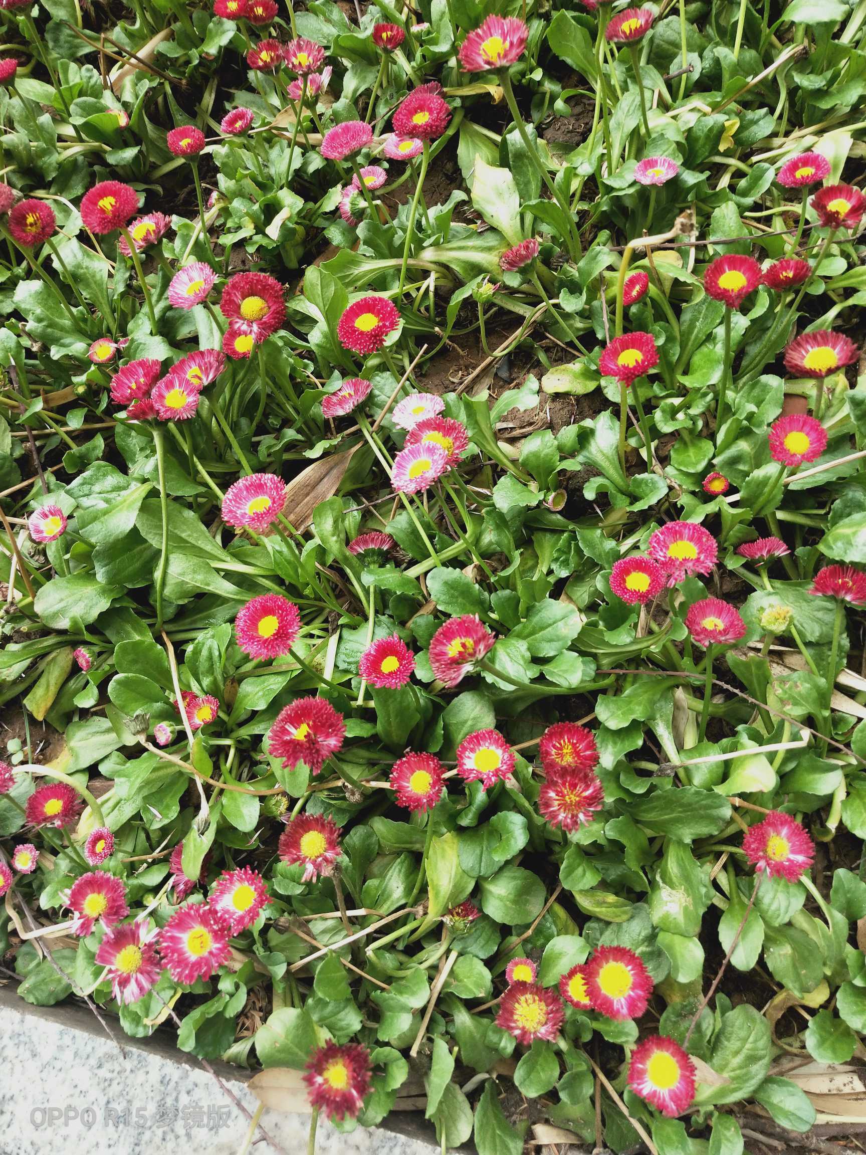 又名馬蘭頭花,延命菊,春菊,太陽菊等.