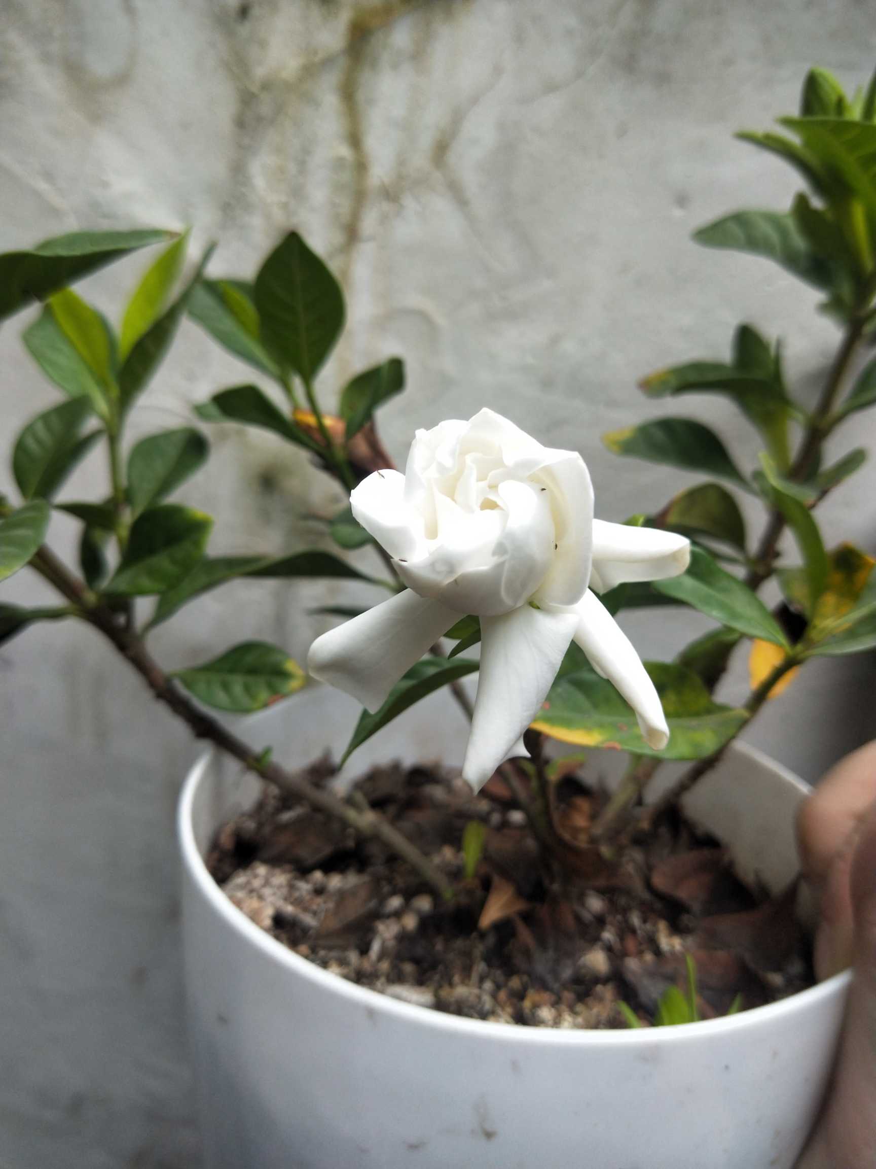 屬雙子葉植物綱,茜草科,梔子屬常綠灌木,枝葉繁茂,葉色四季常綠,花