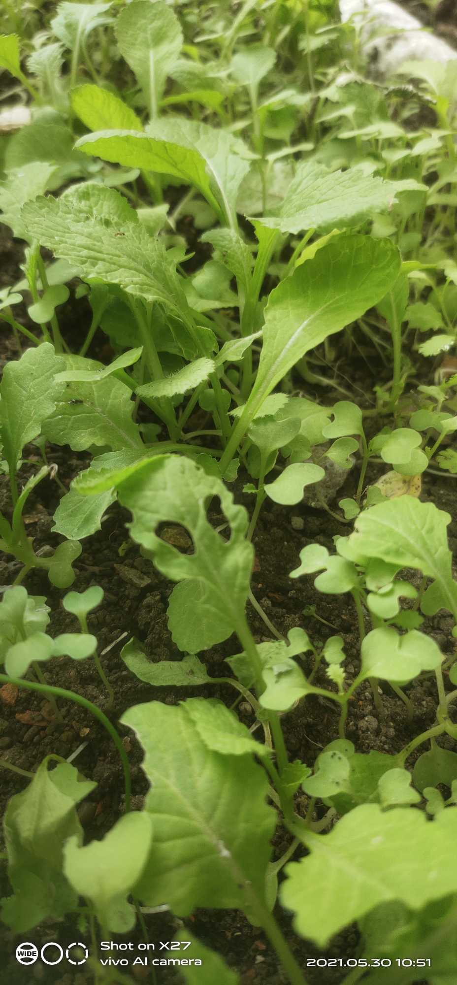 白菜是二年生草本植物，高40-60厘米，白菜全株稍有白粉，无毛，有时叶下面中脉上有少数刺毛。基生叶大，倒卵状长圆形至倒卵形，长30～60厘米，顶端圆钝，边缘皱缩，波状，有时具不显明牙齿，中脉白色，很宽；有多数粗壮的侧脉，叶柄白色，扁平，长5-9厘米，宽2-8厘米，边缘有具缺刻的宽薄翅；上部茎生叶长圆状卵形、长圆披针形至长披针形，长2.5-7厘米，顶端圆钝至短急尖，全缘或有裂齿，有柄或抱茎，耳状，有粉霜。花鲜黄色，直径1.2-1.5厘米；花梗长4-6毫米；萼片长圆形或卵状披针形，长4-5毫米，直立，淡绿色至黄色；花瓣倒卵形，长7-8毫米，基部渐窄成爪。长角果较粗短，长3-6厘米，宽约3毫米，两侧压扁，直立，喙长4-10毫米，宽约1毫米，顶端圆；果梗开展或上升，长2.5-3厘米，较粗。种子球形，直径1-1.5毫米，棕色。花期5月，果期6月。[4-5]
现代的白菜一般分为大白菜和小白菜，北方人一般把大白菜叫做“白菜”，小白菜则称作“油菜”。
