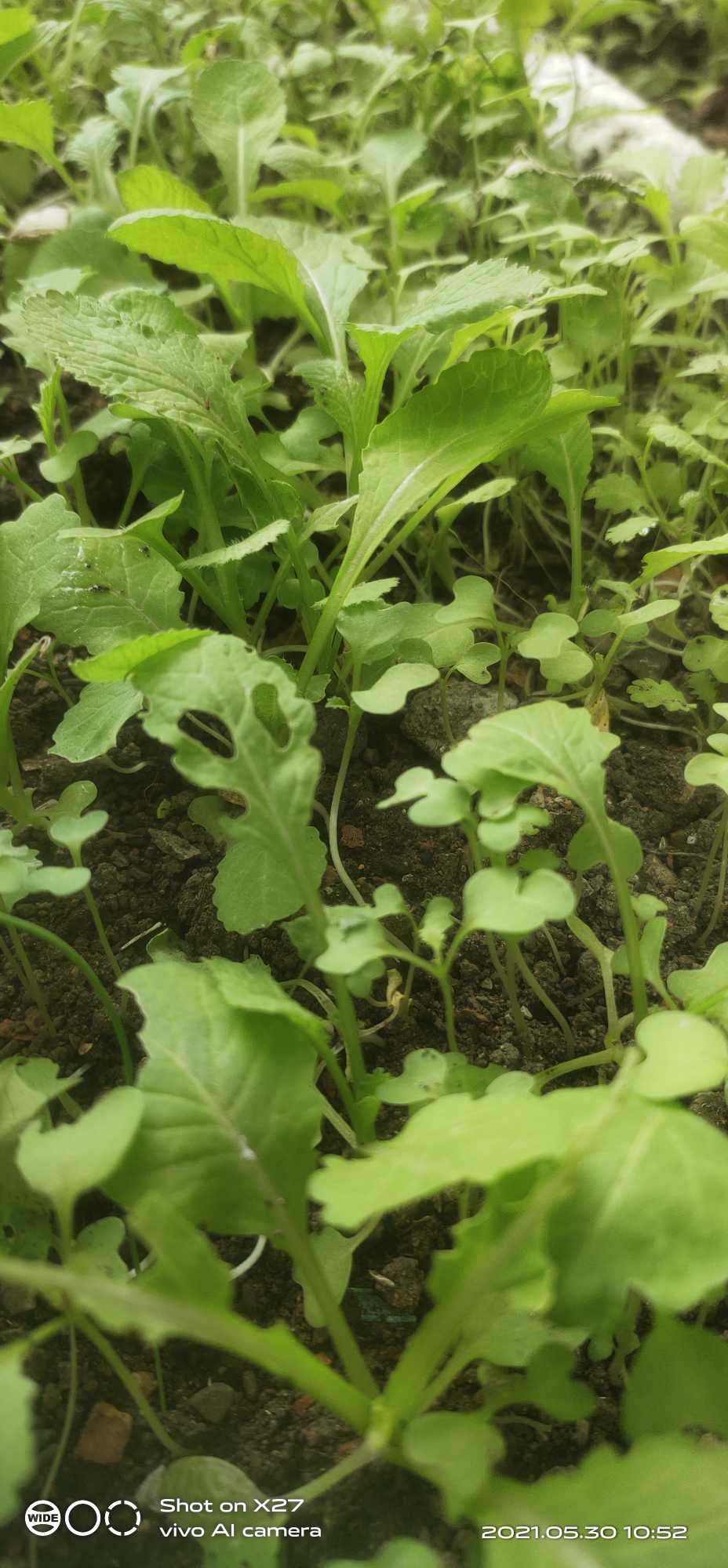 二年或一年生草本，高20-100厘米；肉质直根，长圆形、球形或圆锥形，外皮绿色、白色或红色；茎有分枝，无毛，稍具粉霜。基生叶和下部茎生叶大头羽状半裂，长8-30厘米，宽3-5厘米，顶裂片卵形，侧裂片4-6对，长圆形，有钝齿，疏生粗毛，上部叶长圆形，有锯齿或近全缘。
总状花序顶生及腋生；花白色或粉红色，直径1.5-2厘米；花梗长5-15毫米；萼片长圆形，长5-7毫米；花瓣倒卵形，长1-1.5厘米，具紫纹，下部有长5毫米的爪。
长角果圆柱形，长3-6厘米，宽10-12毫米，在相当种子间处缢缩，并形成海绵质横隔；顶端喙长1-1.5厘米；果梗长1-1.5厘米。种子1-6个，卵形，微扁，长约3毫米，红棕色，有细网纹。花期4-5月，果期5-6月。
