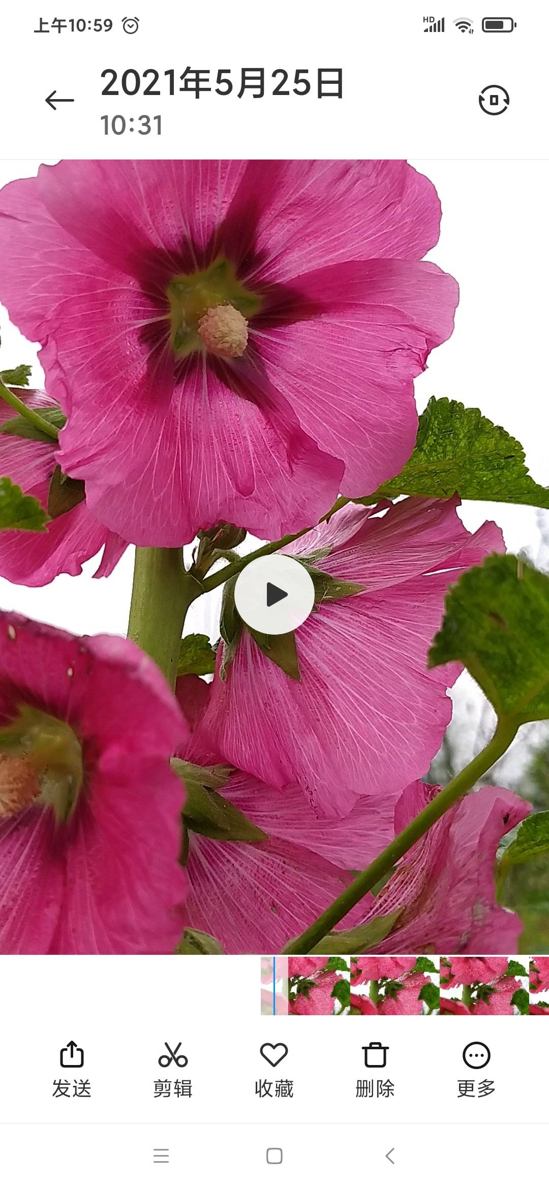 蜀葵(学名：Althaea rosea (Linn.) Cavan.)，别称一丈红、大蜀季、戎葵。二年生直立草本，高达2米，茎枝密被刺毛。花呈总状花序顶生单瓣或重瓣，有紫、粉、红、白等色；花期2-8月，蒴果，种子扁圆，肾脏形。喜阳光充足，耐半阴，但忌涝。原产中国四川，在中国分布很广，华东、华中、华北均有。由于它原产于中国四川，故名曰“蜀葵”。又因其可达丈许，花多为红色，故名“一丈红”。于6月间麦子成熟时开花，而得名“大麦熟”。嫩叶及花可食，皮为优质纤维，全株入药，有清热解毒、镇咳利尿之功效。根可作润滑药，用于粘膜炎症，起保护、缓和刺激的作用。从花中提取的花青素，可为食品的着色剂。全草入药，有清热止血、消肿解毒之功，治吐血、血崩等症。茎皮含纤维可代麻用。世界各国均有栽培供观赏用途。(概述图参考资料来源)