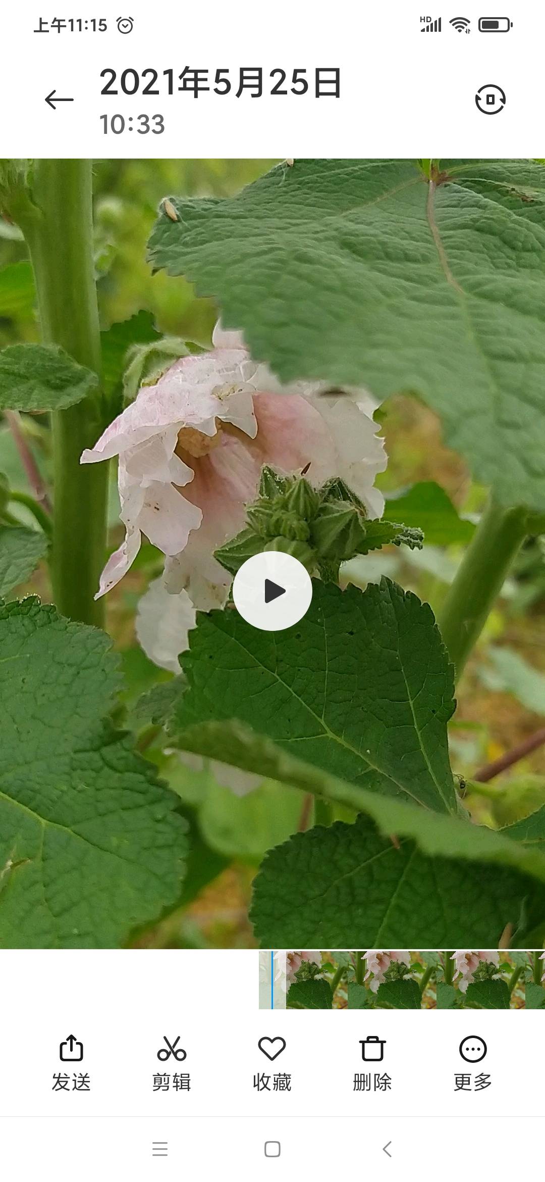 蜀葵(学名：Althaea rosea (Linn.) Cavan.)，别称一丈红、大蜀季、戎葵。二年生直立草本，高达2米，茎枝密被刺毛。花呈总状花序顶生单瓣或重瓣，有紫、粉、红、白等色；花期2-8月，蒴果，种子扁圆，肾脏形。喜阳光充足，耐半阴，但忌涝。原产中国四川，在中国分布很广，华东、华中、华北均有。由于它原产于中国四川，故名曰“蜀葵”。又因其可达丈许，花多为红色，故名“一丈红”。于6月间麦子成熟时开花，而得名“大麦熟”。嫩叶及花可食，皮为优质纤维，全株入药，有清热解毒、镇咳利尿之功效。根可作润滑药，用于粘膜炎症，起保护、缓和刺激的作用。从花中提取的花青素，可为食品的着色剂。全草入药，有清热止血、消肿解毒之功，治吐血、血崩等症。茎皮含纤维可代麻用。世界各国均有栽培供观赏用途。(概述图参考资料来源)