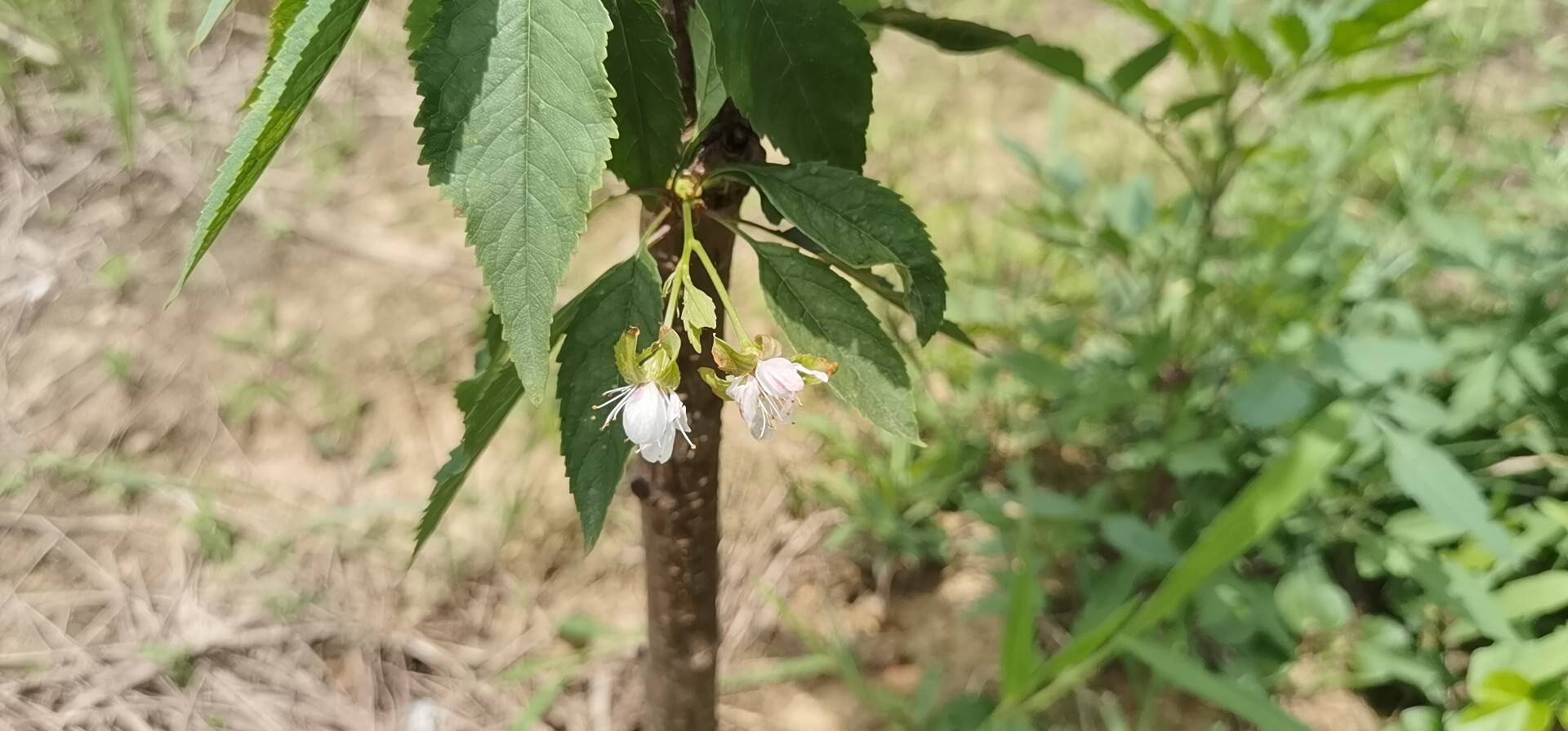 樱花(学名：Cerasus sp.)：是蔷薇科樱属几种植物的统称，在《中国植物志》新修订的名称中专指“东京樱花”，亦称“日本樱花”。樱花品种相当繁多，数目有三百种以上，全世界共有野生樱花约150种，中国有50多种。全世界约40种樱花类植物野生种祖先中，原产于中国的有33种。其他的则是通过园艺杂交所衍生得到的品种。樱花原产北半球温带环喜马拉雅山地区，在世界各地都有生长，主要在日本国生长。花每枝3到5朵，成伞状花序，花瓣先端缺刻，花色多为白色、粉红色。花常于3月与叶同放或叶后开花，随季节变化，樱花花色幽香艳丽，常用于园林观赏。樱花可分单瓣和复瓣两类，单瓣类能开花结果，复瓣类多半不结果。据文献资料考证，两千多年前的秦汉时期，樱花已在中国宫苑内栽培。唐朝时樱花已普遍出现在私家庭院。当时万国来朝，日本朝拜者将樱花带回了东瀛，其在日本已有1000多年的历史。樱花象征热烈、纯洁、高尚。被尊为日本国花。据上海辰山植物园科普部工程师刘夙研究观点：樱花的起源现在在科学上基本是件很清晰的事情，并没有这么多的纷争——野生的樱在数百万年前诞生于喜马拉雅，而现代栽培的观赏樱花，则是日本人多年前在日本选育出来的。