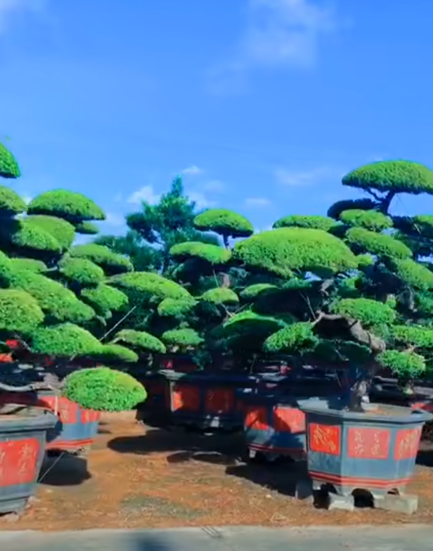 罗汉松(学名：Podocarpus macrophyllus (Thunb.) D.Don)，别名土杉，罗汉松科，罗汉松属常绿针叶乔木，高达20m，胸径达60cm；树皮灰色或灰褐色，浅纵裂，成薄片状脱落；枝开展或斜展，较密。叶螺旋状着生，条状披针形，微弯。雄球花穗状、腋生，基部有数枚三角状苞片；雌球花单生叶腋，有梗，基部有少数苞片。种子卵圆形，先端圆，熟时肉质假种皮紫黑色，有白粉，种托肉质圆柱形，红色或紫红色。花期4-5月，种子8-9月成熟。罗汉松分布于中国多省区、日本也有分布。材质细致均匀，易加工，可作家具、器具、文具及农具等用。(概述图来源：)