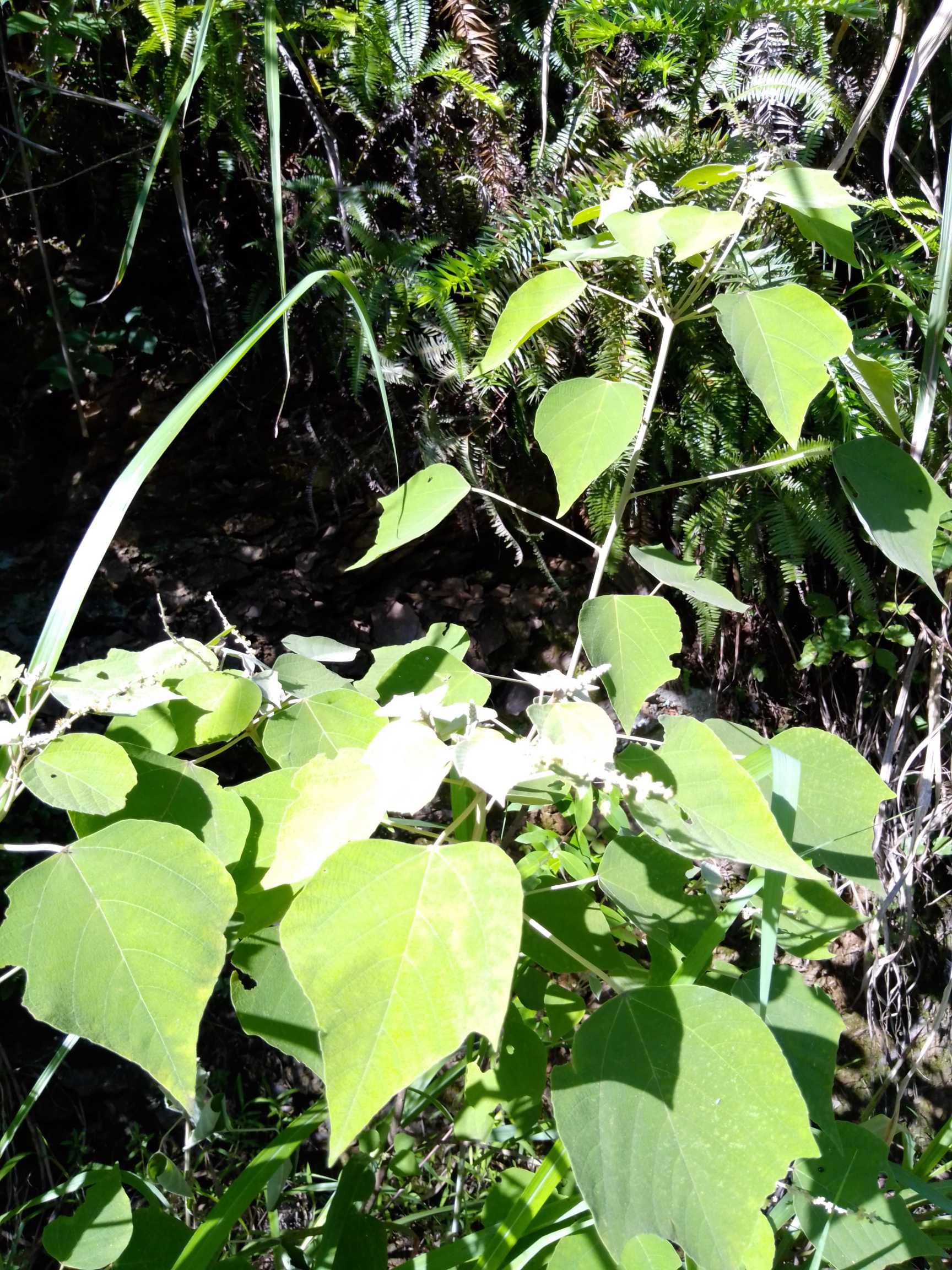 小乔木或灌木，高2-3米，小枝，叶柄均被白色密毛。叶互生，宽卵形，长5-10厘米，宽3-9厘米，先端渐尖，基部宽楔形。圆形穗状花序生枝顶，雄花在上，雌花在下。蒴果球形，密生软刺，星状柔毛，白色。种子黑色，近球形。