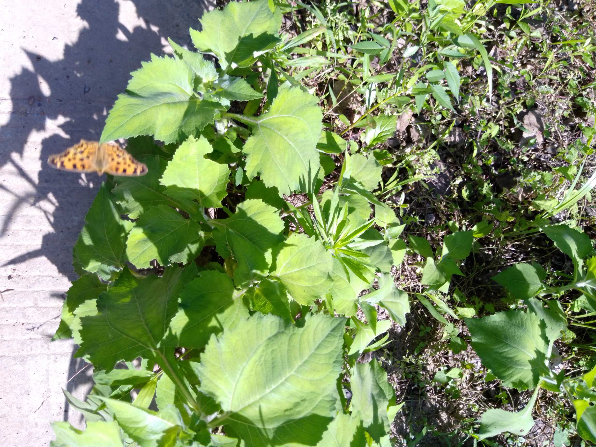 1、豨莶，一年生草本。茎直立，高约30-100厘米，分枝斜升，上部的分枝常成复二歧状；全部分枝被灰白色短柔毛。基部叶花期枯萎；中部叶三角状卵圆形或卵状披针形，长4-10厘米，宽1.8-6.5厘米，基部阔楔形，下延成具翼的柄，顶端渐尖，边缘有规则的浅裂或粗齿，纸质，上面绿色，下面淡绿，具腺点，两面被毛，三出基脉，侧脉及网脉明显；上部叶渐小，卵状长圆形，边缘浅波状或全缘，近无柄。头状花序径15-20毫米，多数聚生于枝端，排列成具叶的圆锥花序；花梗长1.5-4厘米，密生短柔毛；总苞阔钟状；总苞片2层，叶质，背面被紫褐色头状具柄的腺毛；外层苞片5-6枚，线状匙形或匙形，开展，长8-11毫米，宽约1.2毫米；内层苞片卵状长圆形或卵圆形，长约5毫米，宽约1.5-2.2毫米。外层托片长圆形，内弯，内层托片倒卵状长圆形。花黄色；雌花花冠的管部长0.7毫米；两性管状花上部钟状，上端有4-5卵圆形裂片。瘦果倒卵圆形，有4棱，顶端有灰褐色环状突起，长3-3.5毫米，宽1-1.5毫米。花期4-9月，果期6-11月。
2、腺梗豨莶又名：毛豨莶。一年生草本。茎直立，粗壮，高30-110厘米，上部多分枝，被开展的灰白色长柔毛和糙毛。基部叶卵状披针形，花期枯萎；中部叶卵圆形或卵形，开展，长3.5-12厘米，宽1.8-6厘米，基部宽楔形，下延成具翼而长1-3厘米的柄，先端渐尖，边缘有尖头状规则或不规则的粗齿；上部叶渐小，披针形或卵状披针形；全部叶上面深绿色，下面淡绿色，基出三脉，侧脉和网脉明显，两面被平伏短柔毛，沿脉有长柔毛。头状花序径约18-22毫米，多数生于枝端，排列成松散的圆锥花序；花梗较长，密生紫褐色头状具柄腺毛和长柔毛；总苞宽钟状；总苞片2层，叶质，背面密生紫褐色头状具柄腺毛，外层线状匙形或宽线形，长7-14毫米，内层卵状长圆形，长3.5毫米。舌状花花冠管部长1-1.2毫米，舌片先端2-3齿裂，有时5齿裂；两性管状花长约2.5毫米，冠檐钟状，先端4-5裂。瘦果倒卵圆形，4棱，顶端有灰褐色环状突起。花期5-8月，果期6-10月。
3、毛梗豨莶又名：光豨莶、少毛豨莶。一年生草本。茎直立，较细弱，高30-80厘米，通常上部分枝，被平伏短柔毛，有时上部毛较密。基部叶花期枯萎；中部叶卵圆形、三角状卵圆形或卵状披针形，长2.5-11厘米，宽1.5-7厘米，基部宽楔形或钝圆形，有时下延成具翼的长0.5-6厘米的柄，顶端渐尖，边缘有规则的齿；上部叶渐小，卵状披针形，长1厘米，宽0.5厘米，边缘有疏齿或全缘，有短柄或无柄；全部叶两面被柔毛，基出三脉，叶脉在叶下面稍突起。头状花序径10-18毫米，多数头状花序在枝端排列成疏散的圆锥花序；花梗纤细，疏生平伏短柔毛。总苞钟状；总苞片2层，叶质，背面密被紫褐色头状有柄的腺毛；外层苞片5枚，线状匙形，长6-9毫米，内层苞片倒卵状长圆形，长3毫米。托片倒卵状长圆形，背面疏被头状具柄腺毛。雌花花冠的管部长约0.8毫米，两性花花冠上部钟状，顶端4-5齿裂。瘦果倒卵形，4棱，长约2.5毫米，有灰褐色环状突起。花期4-9月，果期6-11月。