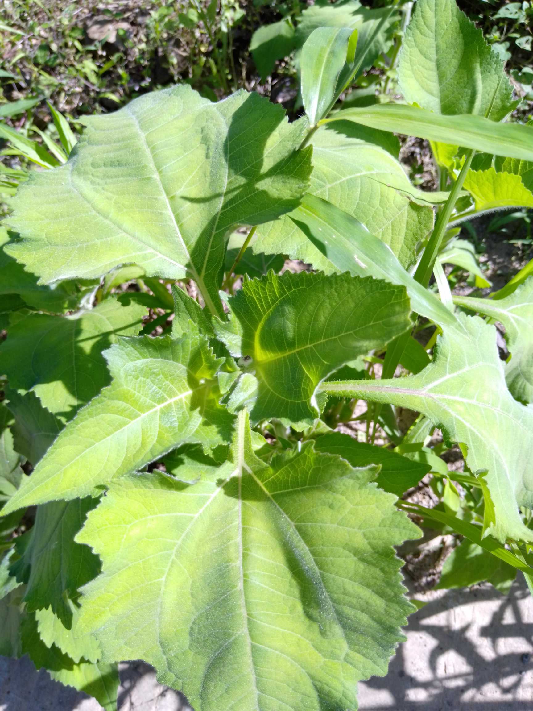 1、豨莶，一年生草本。茎直立，高约30-100厘米，分枝斜升，上部的分枝常成复二歧状；全部分枝被灰白色短柔毛。基部叶花期枯萎；中部叶三角状卵圆形或卵状披针形，长4-10厘米，宽1.8-6.5厘米，基部阔楔形，下延成具翼的柄，顶端渐尖，边缘有规则的浅裂或粗齿，纸质，上面绿色，下面淡绿，具腺点，两面被毛，三出基脉，侧脉及网脉明显；上部叶渐小，卵状长圆形，边缘浅波状或全缘，近无柄。头状花序径15-20毫米，多数聚生于枝端，排列成具叶的圆锥花序；花梗长1.5-4厘米，密生短柔毛；总苞阔钟状；总苞片2层，叶质，背面被紫褐色头状具柄的腺毛；外层苞片5-6枚，线状匙形或匙形，开展，长8-11毫米，宽约1.2毫米；内层苞片卵状长圆形或卵圆形，长约5毫米，宽约1.5-2.2毫米。外层托片长圆形，内弯，内层托片倒卵状长圆形。花黄色；雌花花冠的管部长0.7毫米；两性管状花上部钟状，上端有4-5卵圆形裂片。瘦果倒卵圆形，有4棱，顶端有灰褐色环状突起，长3-3.5毫米，宽1-1.5毫米。花期4-9月，果期6-11月。
2、腺梗豨莶又名：毛豨莶。一年生草本。茎直立，粗壮，高30-110厘米，上部多分枝，被开展的灰白色长柔毛和糙毛。基部叶卵状披针形，花期枯萎；中部叶卵圆形或卵形，开展，长3.5-12厘米，宽1.8-6厘米，基部宽楔形，下延成具翼而长1-3厘米的柄，先端渐尖，边缘有尖头状规则或不规则的粗齿；上部叶渐小，披针形或卵状披针形；全部叶上面深绿色，下面淡绿色，基出三脉，侧脉和网脉明显，两面被平伏短柔毛，沿脉有长柔毛。头状花序径约18-22毫米，多数生于枝端，排列成松散的圆锥花序；花梗较长，密生紫褐色头状具柄腺毛和长柔毛；总苞宽钟状；总苞片2层，叶质，背面密生紫褐色头状具柄腺毛，外层线状匙形或宽线形，长7-14毫米，内层卵状长圆形，长3.5毫米。舌状花花冠管部长1-1.2毫米，舌片先端2-3齿裂，有时5齿裂；两性管状花长约2.5毫米，冠檐钟状，先端4-5裂。瘦果倒卵圆形，4棱，顶端有灰褐色环状突起。花期5-8月，果期6-10月。
3、毛梗豨莶又名：光豨莶、少毛豨莶。一年生草本。茎直立，较细弱，高30-80厘米，通常上部分枝，被平伏短柔毛，有时上部毛较密。基部叶花期枯萎；中部叶卵圆形、三角状卵圆形或卵状披针形，长2.5-11厘米，宽1.5-7厘米，基部宽楔形或钝圆形，有时下延成具翼的长0.5-6厘米的柄，顶端渐尖，边缘有规则的齿；上部叶渐小，卵状披针形，长1厘米，宽0.5厘米，边缘有疏齿或全缘，有短柄或无柄；全部叶两面被柔毛，基出三脉，叶脉在叶下面稍突起。头状花序径10-18毫米，多数头状花序在枝端排列成疏散的圆锥花序；花梗纤细，疏生平伏短柔毛。总苞钟状；总苞片2层，叶质，背面密被紫褐色头状有柄的腺毛；外层苞片5枚，线状匙形，长6-9毫米，内层苞片倒卵状长圆形，长3毫米。托片倒卵状长圆形，背面疏被头状具柄腺毛。雌花花冠的管部长约0.8毫米，两性花花冠上部钟状，顶端4-5齿裂。瘦果倒卵形，4棱，长约2.5毫米，有灰褐色环状突起。花期4-9月，果期6-11月。