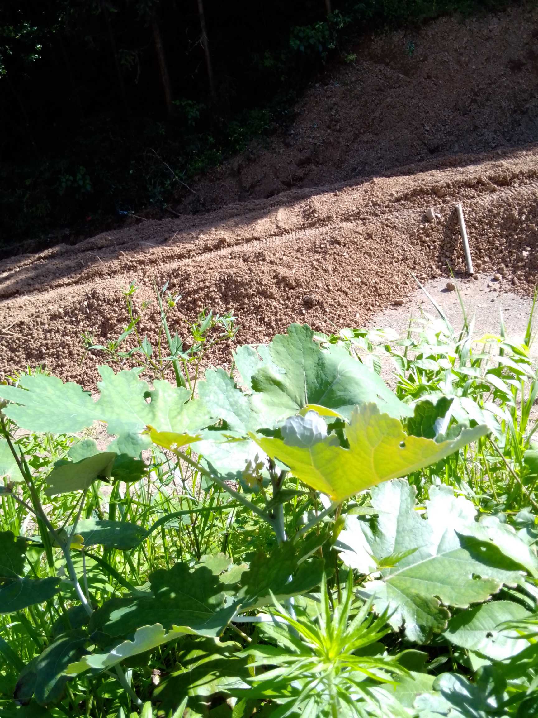 黄蜀葵，别名：秋葵、棉花葵、假阳桃、野芙蓉、黄芙蓉、黄花莲、鸡爪莲、疽疮药、追风药、豹子眼睛花、荞面花，拉丁文名：Abelmoschus manihot (Linn.) Medicus ，锦葵科、秋葵属一年生或多年生粗壮直立草本植物。茎被黄色刚毛。叶大，卵形至近圆形。花期6～8月。原产我国南方。常生于山谷草丛、田边或沟旁灌丛间。分布于印度。黄蜀葵不仅可以入药，还可以从茎秆中提炼植物胶作为食品添加剂，在食品工业中可用做增稠剂、稳定剂和乳化剂，它可用于冰淇淋、雪糕、冰棍和面包、饼干、糕点、果酱等食品的制作中。图片均取自中国植物图库。