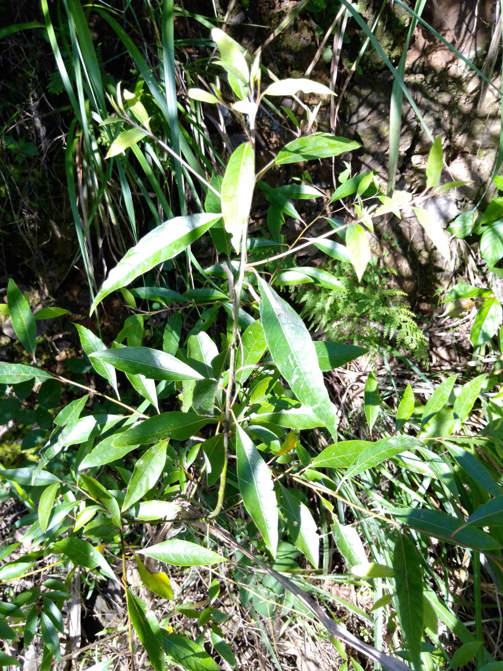 台湾榕，中药名。为桑科植物台湾榕Ficus formosana Maxim.的全株。分布于华南及浙江、江西、福建、台湾、湖南、贵州、云南等地。具有活血补血，催乳，止咳，祛风利湿，清热解毒之功效。用于月经不调，产后或病后虚弱，乳汁不下，咳嗽，风湿痹痛，跌打损伤，背痈，乳痈，毒蛇咬伤，湿热黄疸，急性肾炎，尿路感染。