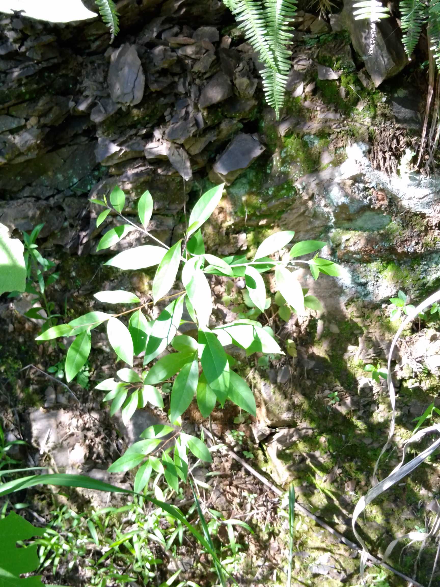 落叶小乔木，树皮灰色或灰白色，平滑。小枝灰白色，幼时被毛。叶坚纸质，宽卵形、椭圆形或倒卵形。长4-9CM，宽2-4CM，先端尖。果球形，黑褐色；花期3-4月，果期7-9月。