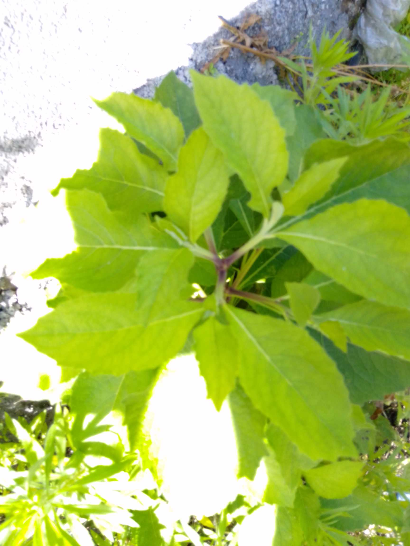 多年生草本，高50-100cm。茎直立，上部多分枝，密生短柔毛，下部近无毛。叶互生；下部叶片宽椭圆形或长圆形，长10-15cm，宽5-8cm，先端尖或钝，基部狭成具翅的叶柄，边缘有不规则的锯齿或全缘，上面有贴生短毛，下面有短柔毛和腺点，上部叶片渐小，长圆形，无柄。头关花序多数，沿茎枝腋生，有短梗或近无梗，直径6-8mm，平立或梢下垂；总苞钟状球形，总苞片3层，外层极短，卵形，先端尖，有短柔毛，中层和内层长圆形，先端圆钝，无毛；花黄色，外围的雌花花冠丝状，3-5齿裂，中央的两性花花冠筒状，先端5齿裂。瘦果条形，具细纵条，先端有短喙，有腺点，无冠毛。花期6-8月，果期9-10月。