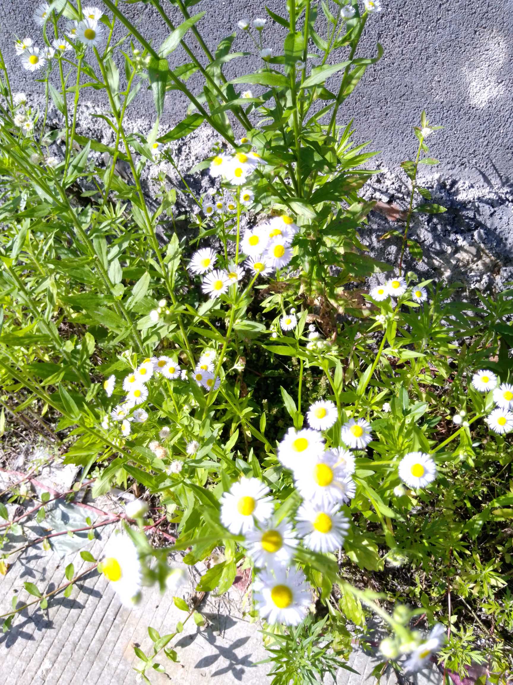 一年蓬，中药名。为菊科植物一年蓬Erigeron annuus (L.) Pers.的全草。分布于吉林、河北、山东、江苏、安徽、浙江、江西、福建、河南、湖北、湖南、四川及西藏等地。具有消食止泻，清热解毒，截疟之功效。用于消化不良，胃肠炎，齿龈炎，疟疾，毒蛇咬伤。