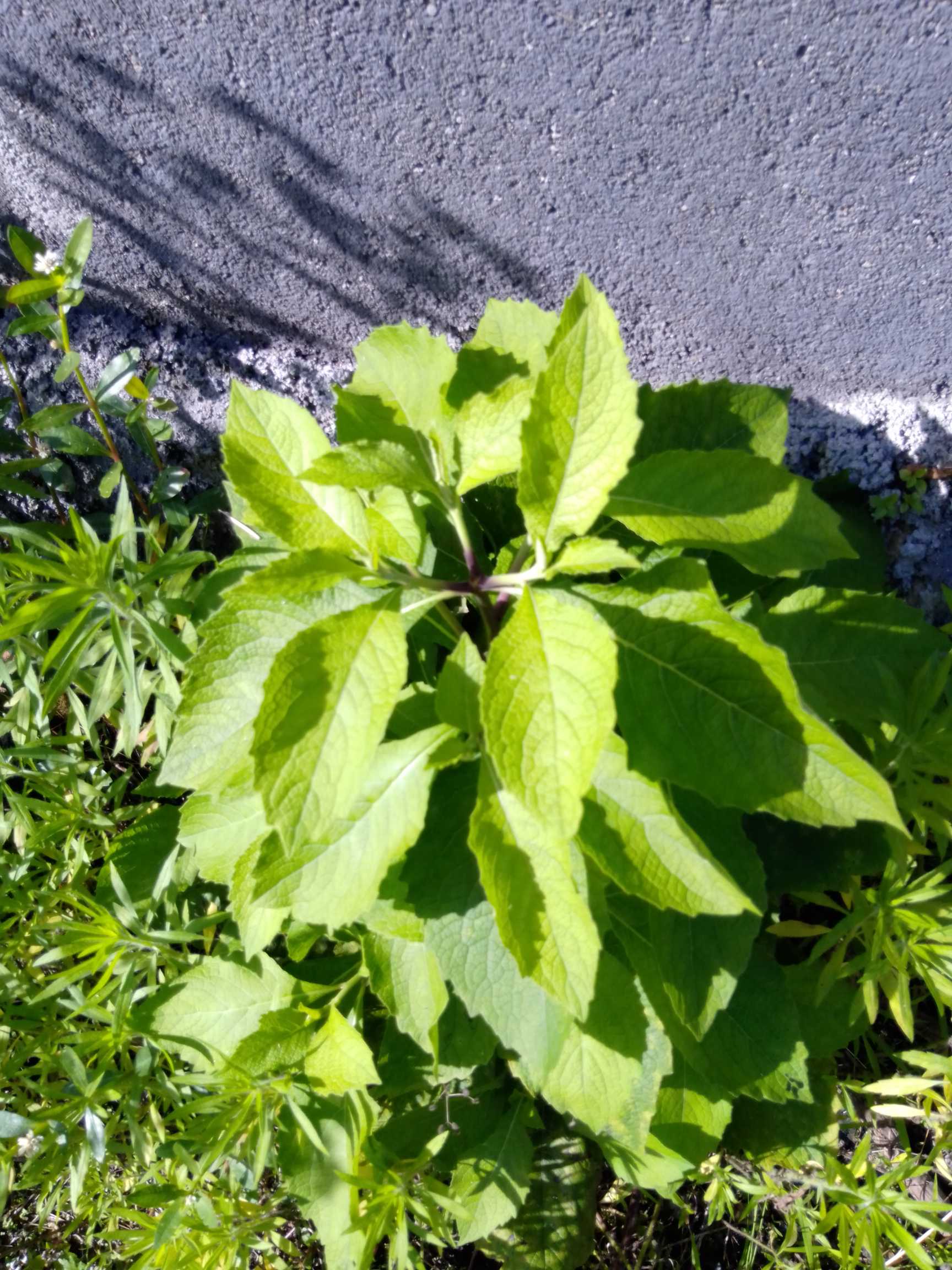 白子菜(学名：Gynura divaricata (L.) DC.)是菊科，菊三七属多年生草本植物，高可达60厘米，茎木质，干时具条棱，叶质厚，叶片卵形，椭圆形或倒披针形，上面绿色，下面带紫色，叶柄有短柔毛，上部叶渐小，苞叶状，狭披针形或线形，羽状浅裂，头状花序，花序梗被密短柔毛，具线形苞片。总苞钟状，长8-10毫米，宽6-8毫米，基部有数个线状或丝状小苞片；总苞片狭披针形，小花橙黄色，有香气，花冠裂片长圆状卵形，顶端红色，瘦果圆柱形，8-10月开花结果。分布于中国广东、海南、香港、云南。越南北部也有分布。常生于海拔100-1800米的山坡草地、荒坡和田边潮湿处。白子菜可旺火清炒、淖水凉拌，也可作为炖汤、鱼、肉类及蛋等配料，白子菜的多种做法皆可保证色泽好、口感佳且无特殊气味。白子菜具有降“三高”、治疗坏血病及贫血、解毒、防癌、抗氧化、抗诱变、抗炎、抗菌、抗肿瘤、保肝利胆及调节免疫功能等生物活性。(概述图参考来源：中国自然标本馆)