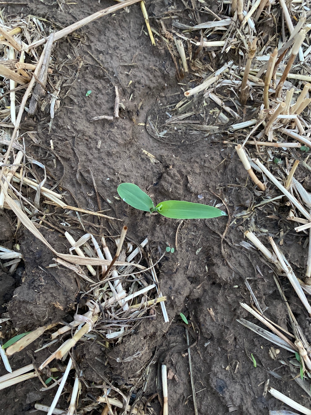 一年生高大草本。秆直立，通常不分枝，高1-4米，基部各节具气生支柱根。叶鞘具横脉；叶舌膜质，长约2毫米；叶片扁平宽大，线状披针形，基部圆形呈耳状，无毛或具疵柔毛，中脉粗壮，边缘微粗糙。顶生雄性圆锥花序大型，主轴与总状花序轴及其腋间均被细柔毛；雄性小穗孪生，长达1厘米，小穗柄一长一短，分别长1-2毫米及2-4毫米，被细柔毛；两颖近等长，膜质，约具10脉，被纤毛；外稃及内稃透明膜质，稍短于颖；花药橙黄色；长约5毫米。雌花序被多数宽大的鞘状苞片所包藏；雌小穗孪生，成16-30纵行排列于粗壮之序轴上，两颖等长，宽大，无脉，具纤毛；外稃及内稃透明膜质，雌蕊具极长而细弱的线形花柱。颖果球形或扁球形，成熟后露出颖片和稃片之外，其大小随生长条件不同产生差异，一般长5-10毫米，宽略过于其长，胚长为颖果的1/2-2/3。染色体2n=20，40，80（SarmaetSharma,1986;Molina,1986）。花果期秋季。
我国各地均有栽培。全世界热带和温带地区广泛种植，为一重要谷物。
