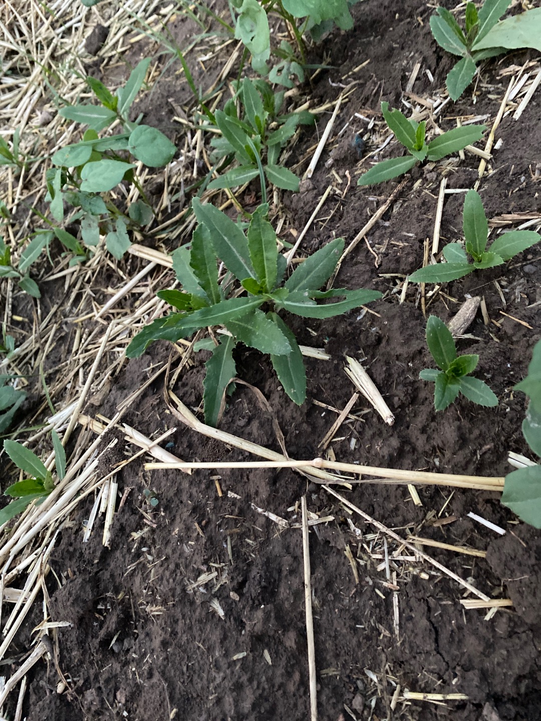 多年生草本，具匍匐根茎。茎有棱，幼茎被白色蛛丝状毛。
基生叶和中部茎叶椭圆形、长椭圆形或椭圆状倒披针形，顶端钝或圆形，基部楔形，有时有极短的叶柄，通常无叶柄，长7-15厘米，宽1.5-10厘米，上部茎叶渐小，椭圆形或披针形或线状披针形，或全部茎叶不分裂，叶缘有细密的针刺，针刺紧贴叶缘。或叶缘有刺齿，齿顶针刺大小不等，针刺长达3.5毫米，或大部茎叶羽状浅裂或半裂或边缘粗大圆锯齿，裂片或锯齿斜三角形，顶端钝，齿顶及裂片顶端有较长的针刺，齿缘及裂片边缘的针刺较短且贴伏。
全部茎叶两面同色，绿色或下面色淡，两面无毛，极少两面异色，上面绿色，无毛，下面被稀疏或稠密的绒毛而呈现灰色的，亦极少两面同色，灰绿色，两面被薄绒毛。
头状花序单生茎端，或植株含少数或多数头状花序在茎枝顶端排成伞房花序。总苞卵形、长卵形或卵圆形，直径1.5-2厘米。总苞片约6层，覆瓦状排列，向内层渐长，外层与中层宽1.5-2毫米，包括顶端针刺长5-8毫米；内层及最内层长椭圆形至线形，长1.1-2厘米，宽1-1.8毫米；中外层苞片顶端有长不足0.5毫米的短针刺，内层及最内层渐尖，膜质，短针刺。
小花紫红色或白色，雌花花冠长2.4厘米，檐部长6毫米，细管部细丝状，长18毫米，两性花花冠长1.8厘米，檐部长6毫米，细管部细丝状，长1.2毫米。瘦果淡黄色，椭圆形或偏斜椭圆形，压扁，长3毫米，宽1.5毫米，顶端斜截形。冠毛污白色，多层，整体脱落；冠毛刚毛长羽毛状，长3.5厘米，顶端渐细。花果期5-9月。
