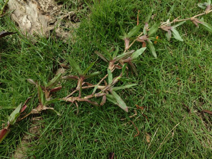 白花蛇舌草叶
叶对生，无柄，膜质，线形，长1-3厘米，宽1-3毫米，顶端短尖，边缘干后常背卷，上面光滑，下面有时粗糙；中脉在上面下陷，侧脉不明显；托叶膜质，基部合生成鞘状，长1-2mm，尖端芒尖。
白花蛇舌草花
花单生或成对生于叶腋，常具短而略粗的花梗，稀无梗；萼简球形，4裂，裂片长圆状披针形，长1.5-2mm，边缘具睫毛；花4数，单生或双生于叶腋；花梗略粗壮，长2-5毫米，罕无梗或偶有长达10毫米的花梗；花冠白色，漏斗形，长3.5-4mm，先端4深裂，裂片卵状长圆形，长约2mm，秃净；雄蕊4，着生于冠简喉部，与花冠裂片互生，花丝扁，花药卵形，背着，2室，纵裂；子房下位，2室。花柱长2-3毫米，柱头2裂，裂片广展，有乳头状凸点。
白花蛇舌草果
蒴果扁球形，直径2-2.5mm，室背开裂，花萼宿存。萼管球形，长1.5毫米，萼檐裂片长圆状披针形，长1.5-2毫米，顶部渐尖，具缘毛；冠管长1.5-2毫米，喉部无毛，花冠裂片卵状长圆形，长约2毫米，顶端钝；种子每室约10粒，具棱，干后深褐色，有深而粗的窝孔。[3-4]
（图册参考资料来源）
