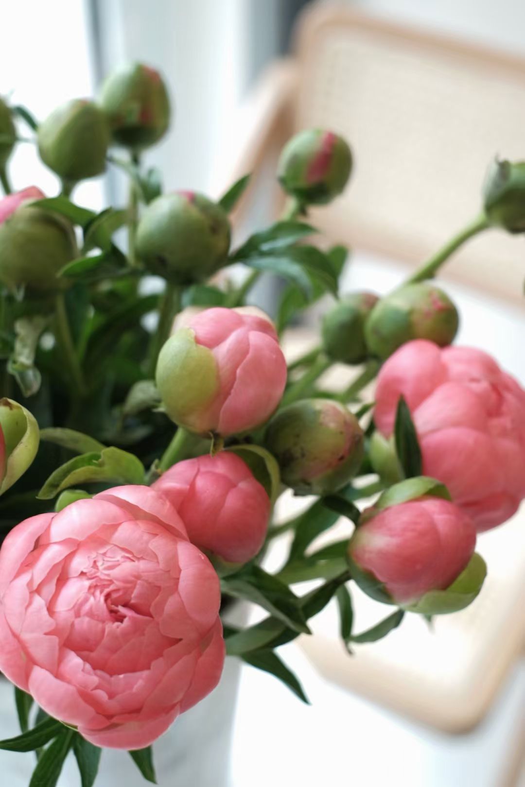 芍药(学名：Paeonia lactiflora Pall.)是芍药科、芍药属的多年生草本植物。根粗壮，分枝黑褐色。茎高40-70厘米，无毛。下部茎生叶为二回三出复叶，上部茎生叶为三出复叶；小叶狭卵形，椭圆形或披针形。花数朵，生茎顶和叶腋，有时仅顶端一朵开放；苞片4-5，披针形，大小不等；萼片4，宽卵形或近圆形；花瓣9-13，倒卵形，花瓣各色，有时基部具深紫色斑块；花丝长0.7-1.2厘米，黄色。蓇葖长2.5-3厘米，直径1.2-1.5厘米，顶端具喙。花期5-6月；果期8月。分布于中国、朝鲜、日本、蒙古及俄罗斯(西伯利亚地区)；在中国分布于江苏、东北、华北、陕西及甘肃南部，四川、贵州、安徽、山东、浙江等省及各城市公园也有栽培。在中国东北生长于海拔480-700米的山坡草地及林下，在其它各省生长于海拔1000-2300米的山坡草地。芍药是既能药用，又能供观赏的经济植物之一。根药用，称“白芍”，能镇痛、镇痉、祛瘀、通经；种子含油量约25%，供制皂和涂料用。(概述图参考来源：)